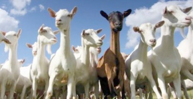 Controale la exploataţiile de ovine şi caprine